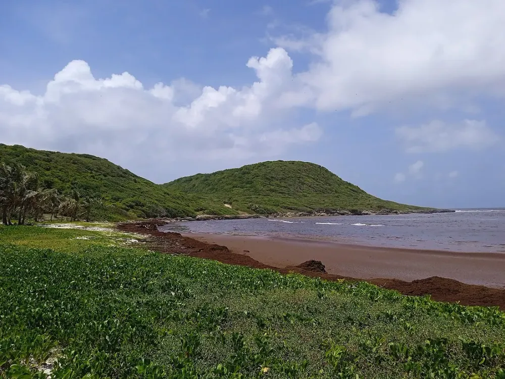 Sargasses en Guadeloupe : ou et quand, quelles plages eviter