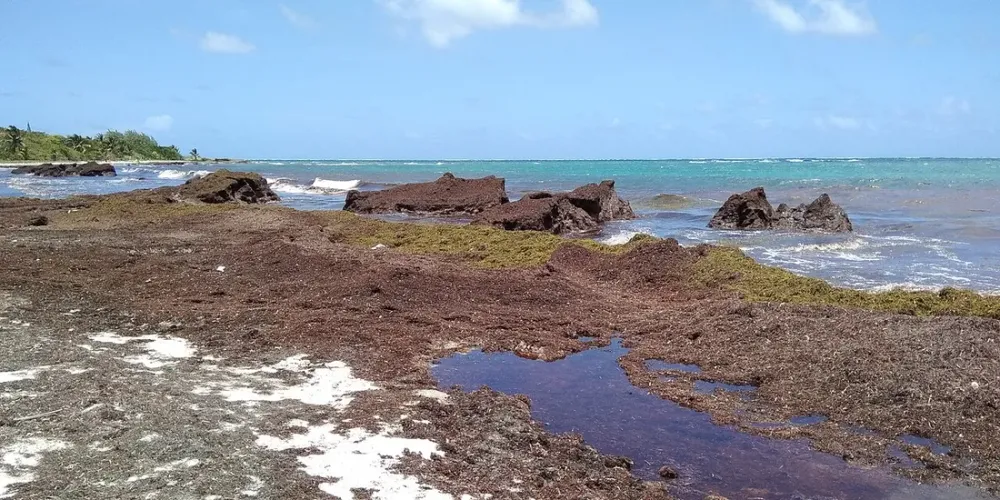 Sargasses en Martinique : quelles plages éviter, quand et comment anticiper