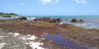 Sargasses en Martinique : quelles plages éviter, quand et comment anticiper