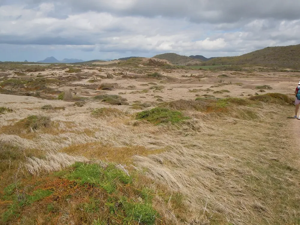 Savane des Pétrifications : le désert minéral du Sud martiniquais