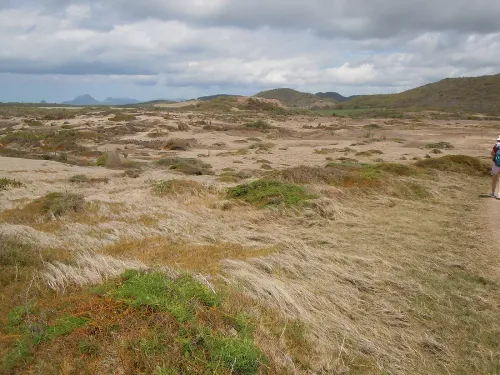 Savane des Pétrifications : le désert minéral du Sud martiniquais