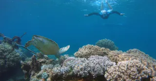 迪富尔湾浮潜：以尊重生态的方式与绿海龟同游
