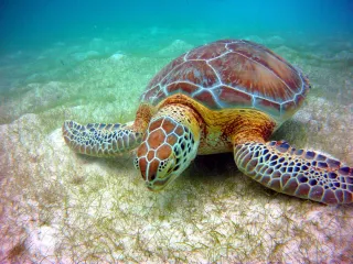 Snorkeling à l'Anse Dufour : nager avec les tortues vertes en toute éthique