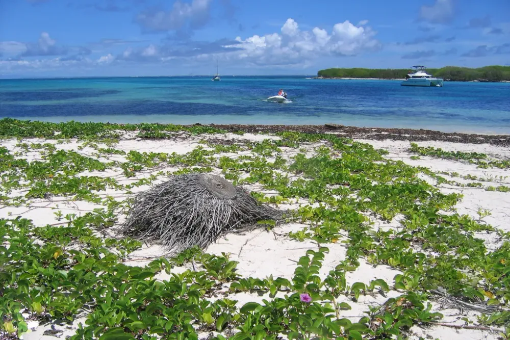 Snorkeling Petite Terre : reserve naturelle et requins-citrons