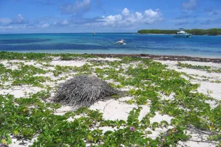 Snorkeling Petite Terre : reserve naturelle et requins-citrons