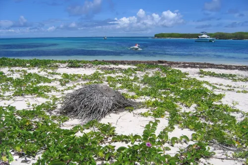 Snorkeling Petite Terre : reserve naturelle et requins-citrons