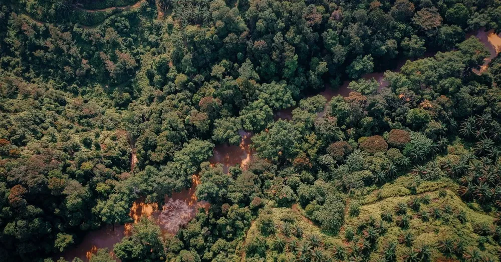 French Guiana's Ti-Punch: When Rum Meets Maracuja, Comou and Amazonian Plants
