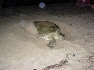 Tortues marines : sites de ponte et règles d'observation nocturne