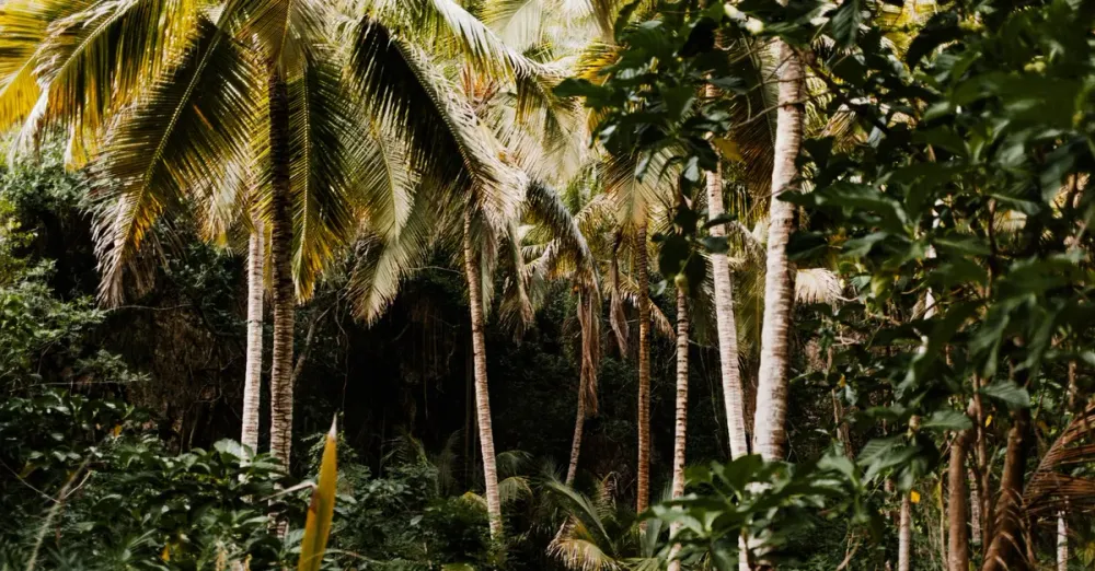 Tour de Anses-d'Arlet: Grande Anse, Petite Anse e Anse Dufour em um dia