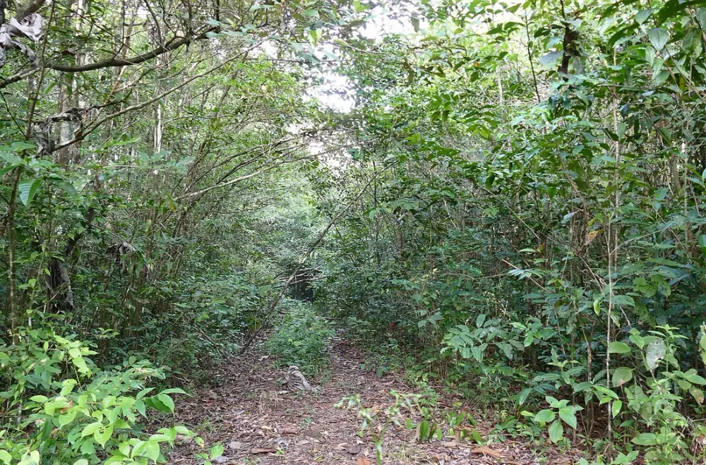 Trek en forêt amazonienne guyanaise : niveau, guide et équipement