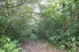 Trek en forêt amazonienne guyanaise : niveau, guide et équipement