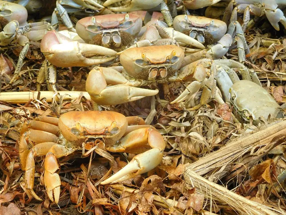 Le Vendredi Saint en Martinique : la tradition du matoutou crabe
