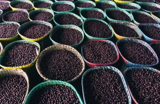 Wassaï, comou et fruits d'Amazonie : les superfruits de Guyane à déguster