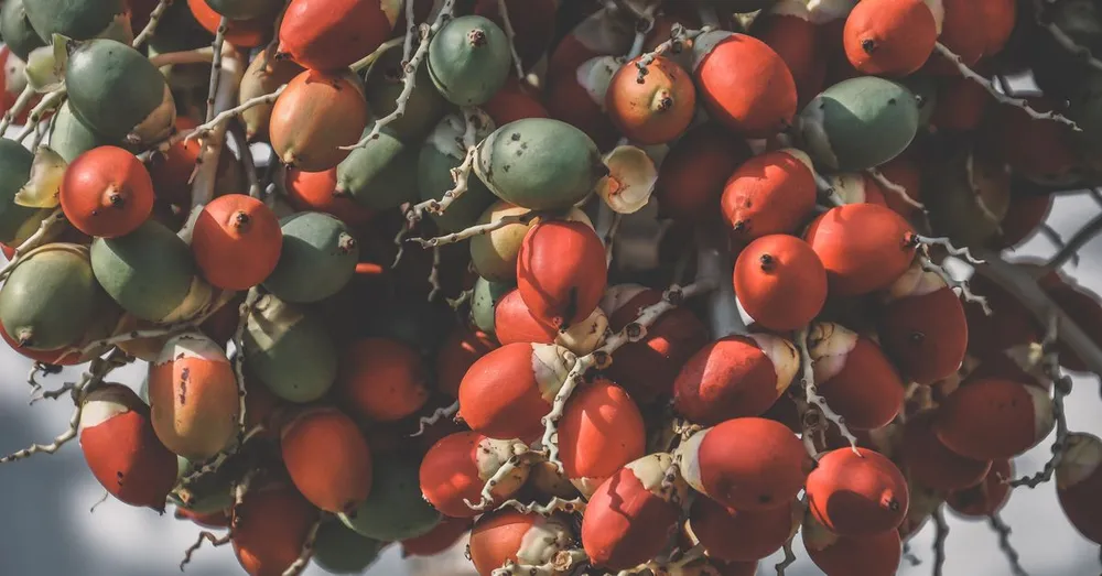 Wassaï, Comou and Amazonian Fruits: French Guiana's Superfruits to Taste