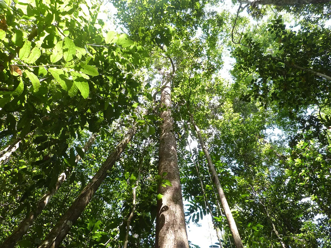 Canopée dense de la forêt tropicale guyanaise vue de dessus