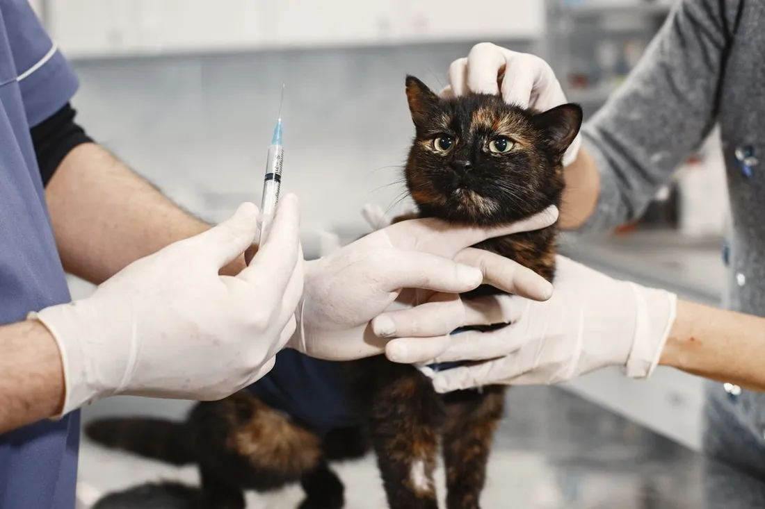 Vétérinaire préparant une injection à un chat maintenu par une assistante dans une clinique vétérinaire