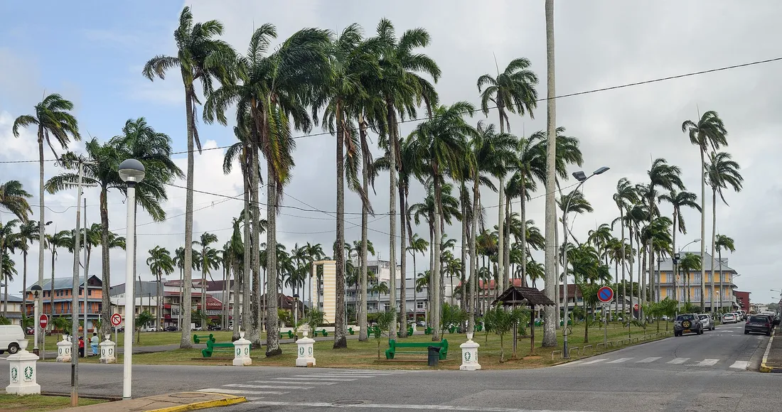 Place des Palmistes a Cayenne en Guyane, allee de palmiers royaux avec le centre-ville et ses batiments en arriere-plan