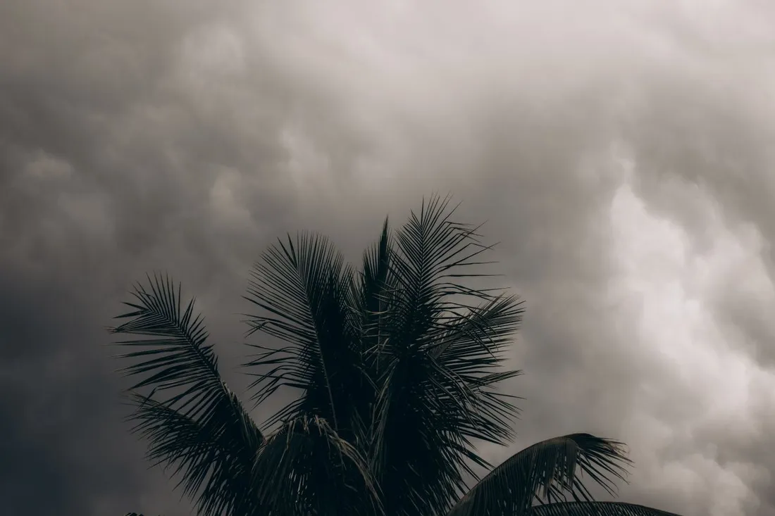 Cocotier se détachant sur un ciel de nuages sombres et menaçants, ambiance de saison cyclonique