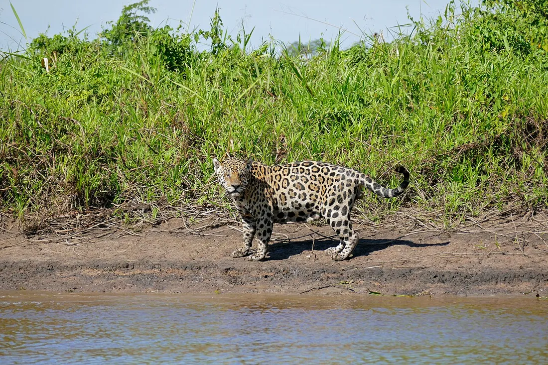 Jaguar sauvage (Panthera onca) marchant sur une berge boueuse au bord de l'eau, grand felin emblematique de la faune amazonienne de Guyane