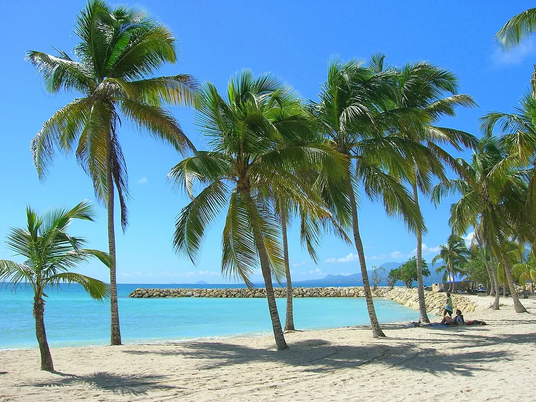 Plage de Sainte-Anne en Guadeloupe bordee de cocotiers, avec une eau turquoise et un ciel bleu