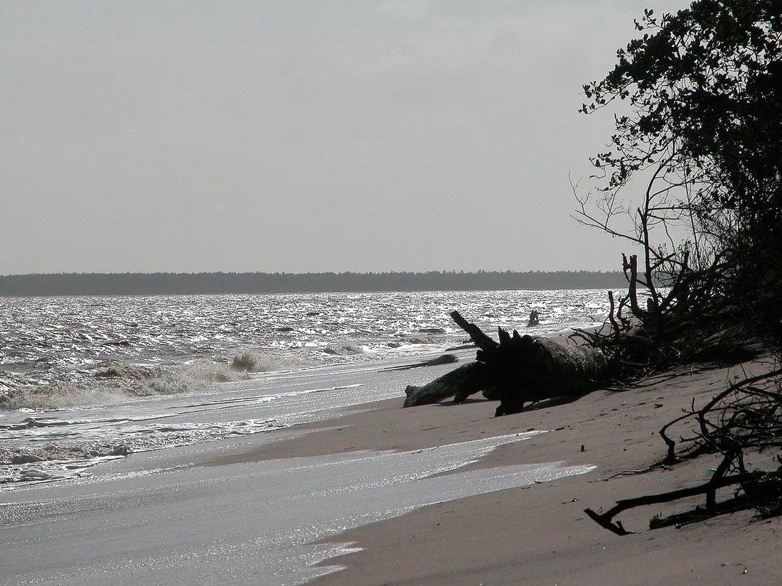 Plage sauvage d'Awala-Yalimapo en Guyane, sable et tronc échoué face à l'océan, lieu de la Fête du Crabe