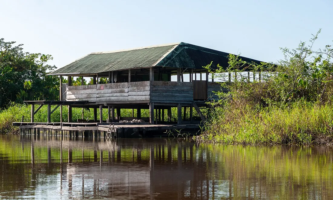 Carbet en bois sur pilotis au bord de l'eau dans le marais de Kaw, en Guyane, type d'hébergement utilisé lors des missions de terrain en milieu naturel