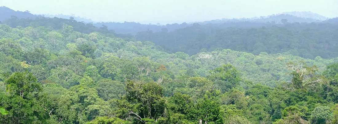 Vue panoramique sur la canopée de la forêt amazonienne guyanaise depuis la route de Régina, à Roura en Guyane