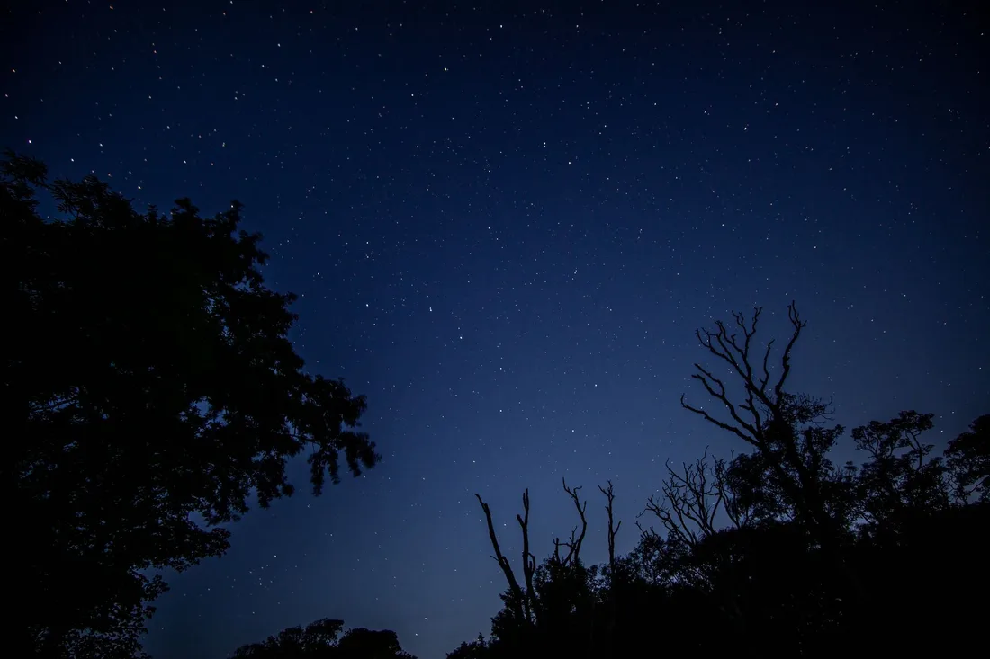 Ciel nocturne rempli d'étoiles au-dessus d'arbres en silhouette