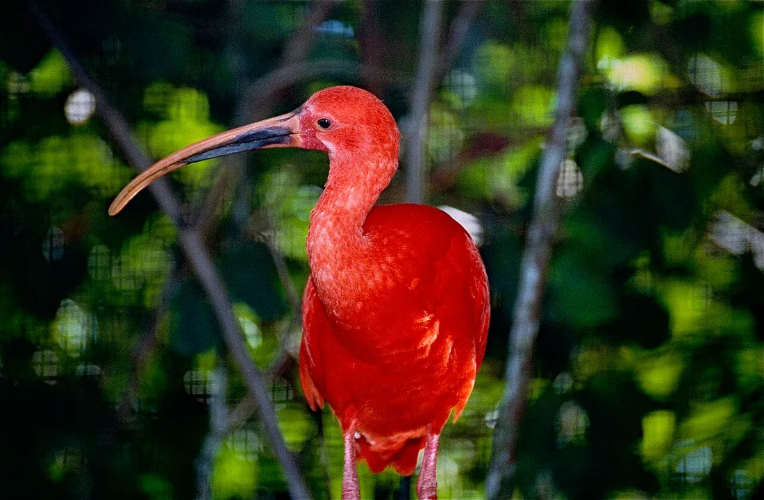 Ibis rouge au plumage écarlate perché dans la végétation au Zoo de Guyane à Macouria