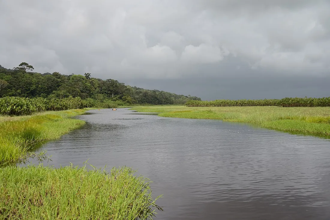 Chenal d'eau sombre serpentant entre les hautes herbes du marais de Kaw en Guyane, bordé par la foret tropicale sous un ciel nuageux
