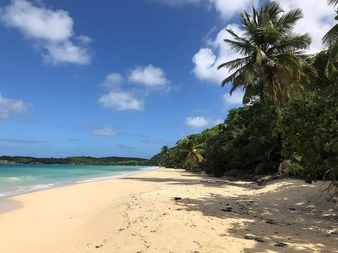 Plage de Folle Anse à Marie-Galante, longue étendue de sable clair bordée de cocotiers face à une mer turquoise
