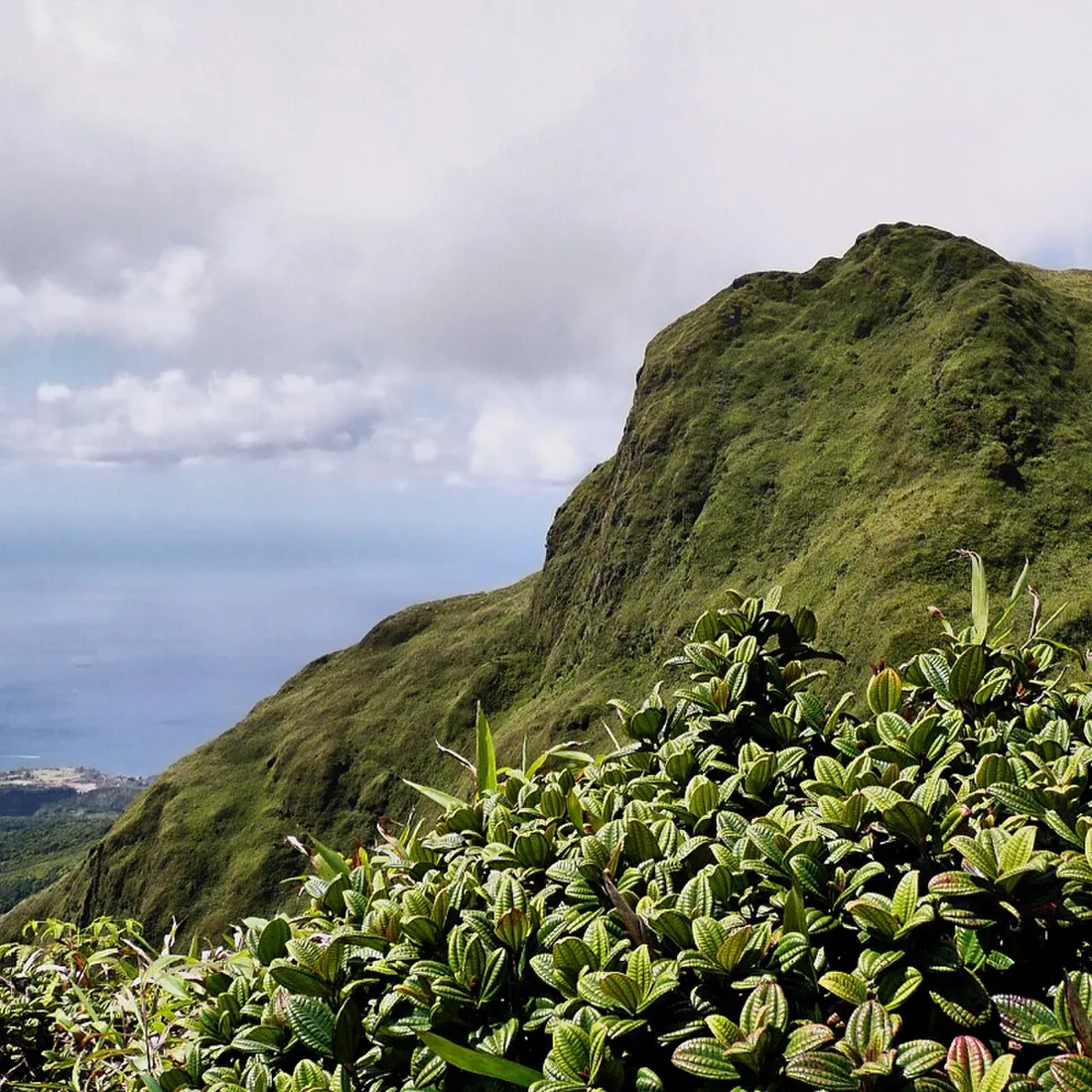 Les pentes verdoyantes du volcan de la Montagne Pelée en Martinique, dominant la côte et la mer des Caraïbes