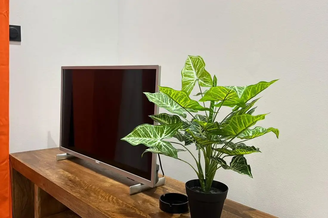 Meuble télé en bois massif d’un logement de la Résidence Francis, téléviseur et plante verte en pot noir