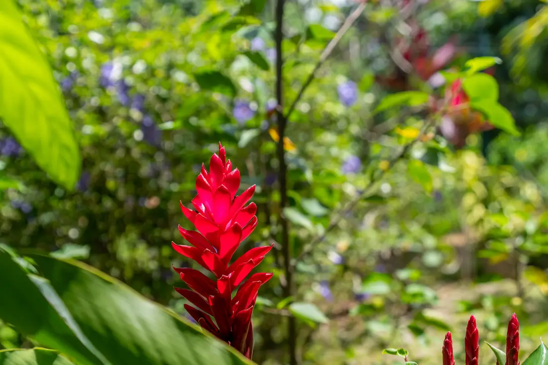 Alpinia rouge en fleur dans le jardin du T2 Mahury, feuillage tropical en arrière-plan